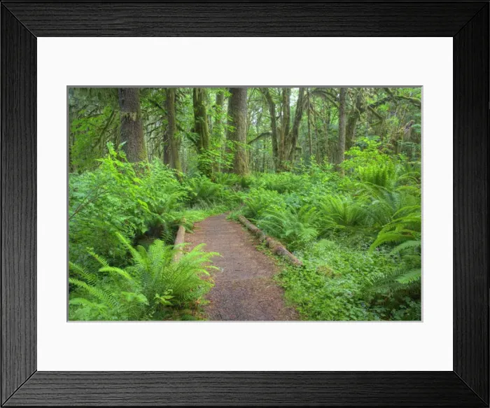 Framed Print : WA, Olympic National Park, Quinault Rain Forest, Maple Glade trail, wood bridge with ferns Framed Print : WA, Olympic National Park, Quinault Rain Forest, Maple Glade trail, wood bridge with ferns
