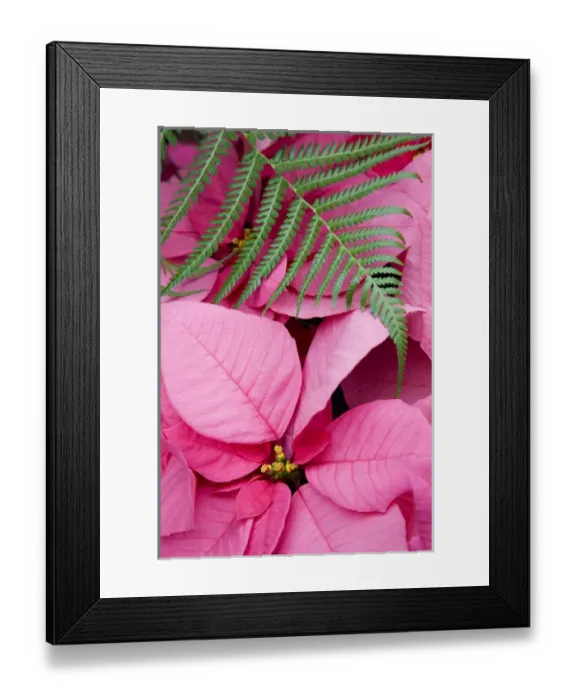 Framed Print : WA, Woodinville, Molbaks Nursery, Poinsettia Festival Framed Print : WA, Woodinville, Molbaks Nursery, Poinsettia Festival