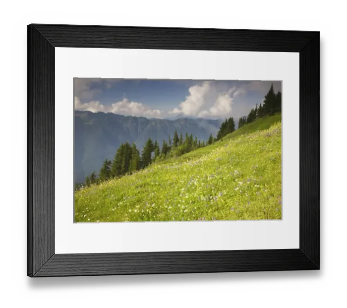 Framed Print : WA, Mt. Baker Wilderness, Wildflower meadow and clouds from Skyline Divide Framed Print : WA, Mt. Baker Wilderness, Wildflower meadow and clouds from Skyline Divide
