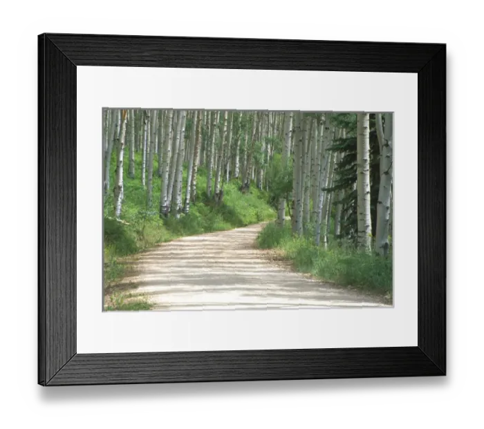 Framed Print : Aspen grove along Ohio Pass Framed Print : Aspen grove along Ohio Pass