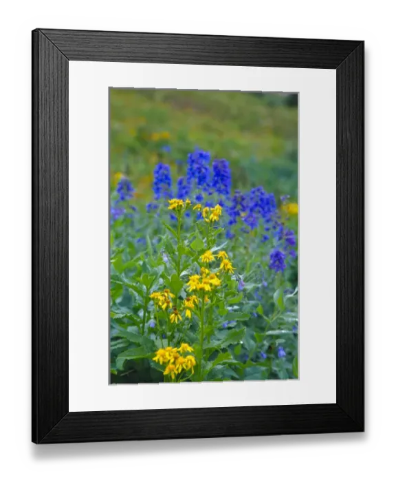 Framed Print : Delphinium and Asteraceae in wildflower field Framed Print : Delphinium and Asteraceae in wildflower field
