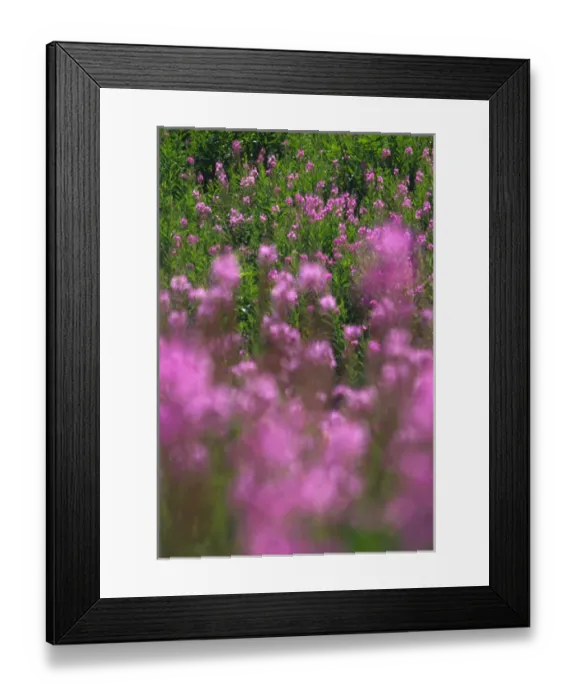 Framed Print : Meadow of fireweed Framed Print : Meadow of fireweed