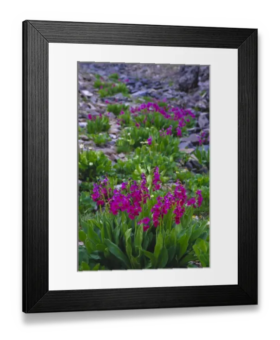 Framed Print : Parrys Primrose (Primulaceae) along Imogene Pass in Colorado Framed Print : Parrys Primrose (Primulaceae) along Imogene Pass in Colorado