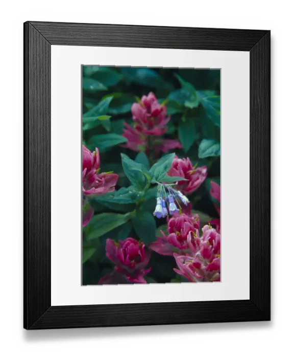 Framed Print : Paintbrush and bluebells along Imogene Pass in Colorado