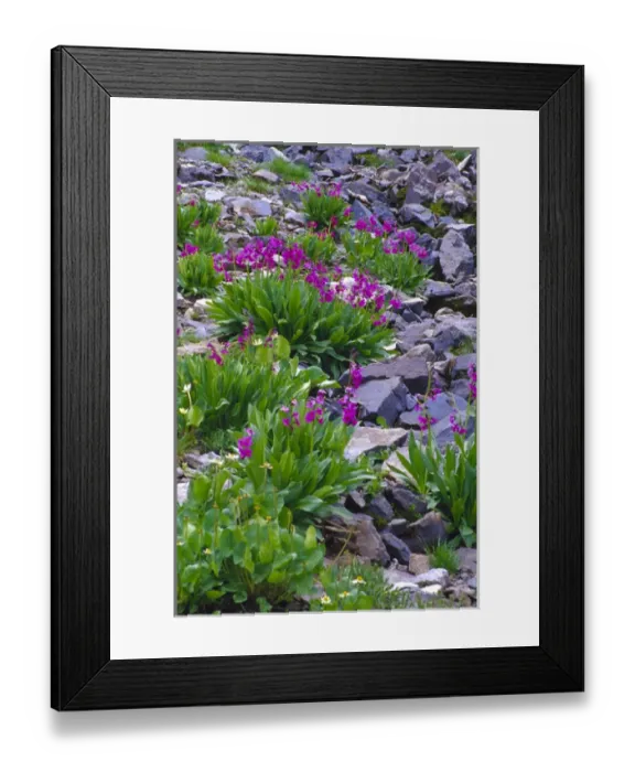 Framed Print : Parrys Primrose (Primulaceae) along Imogene Pass in Colorado Framed Print : Parrys Primrose (Primulaceae) along Imogene Pass in Colorado