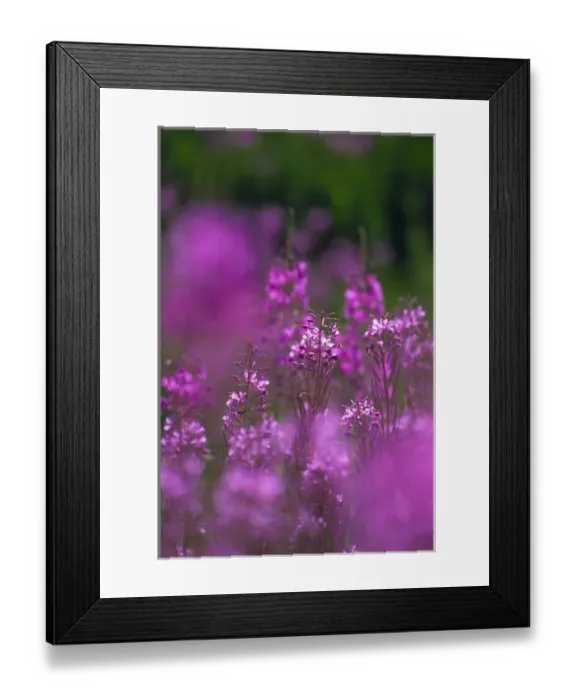 Framed Print : Meadow of fireweed Framed Print : Meadow of fireweed
