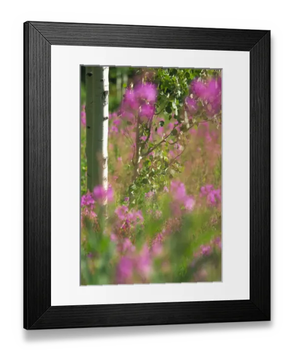 Framed Print : Fireweed in grove of aspens Framed Print : Fireweed in grove of aspens