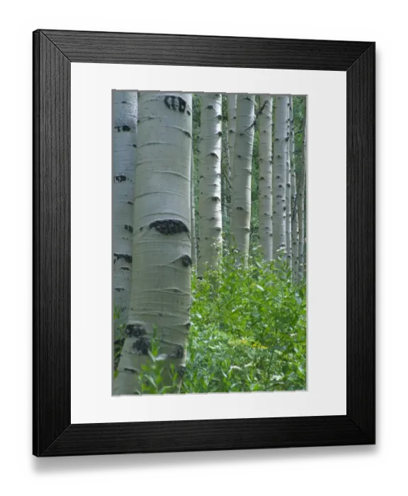 Framed Print : White aspen trunks in forest