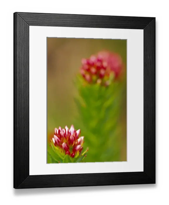 Framed Print : Rose Crown along Independence Pass in Colorado