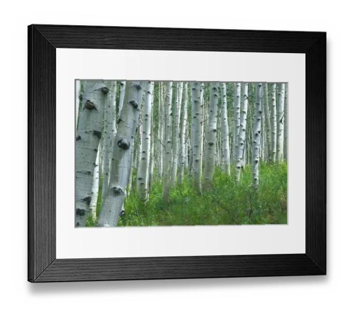Framed Print : Aspen grove in the summertime Framed Print : Aspen grove in the summertime