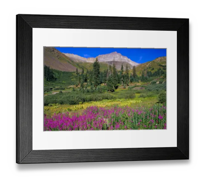 Framed Print : Meadow of Fireweed and Mt. Sneffels in the Mt. Sneffels Wilderness Area Framed Print : Meadow of Fireweed and Mt. Sneffels in the Mt. Sneffels Wilderness Area