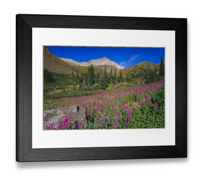 Framed Print : Meadow of Fireweed and Mt. Sneffels in the Mt. Sneffels Wilderness Area Framed Print : Meadow of Fireweed and Mt. Sneffels in the Mt. Sneffels Wilderness Area