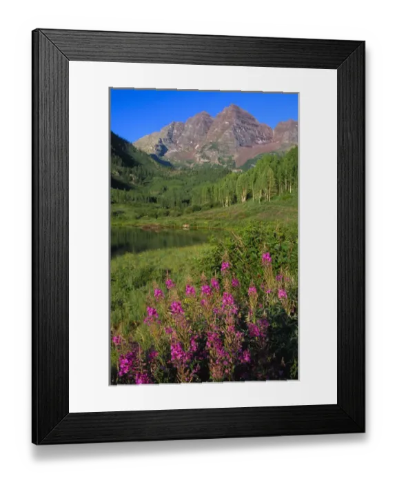 Framed Print : Aspens and fireweed with Maroon Bells in background and Maroon Lake in the foreground Framed Print : Aspens and fireweed with Maroon Bells in background and Maroon Lake in the foreground