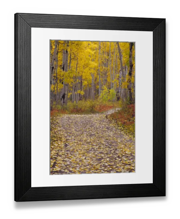 Framed Print : Autumn colors and road in Kebler Pass Framed Print : Autumn colors and road in Kebler Pass