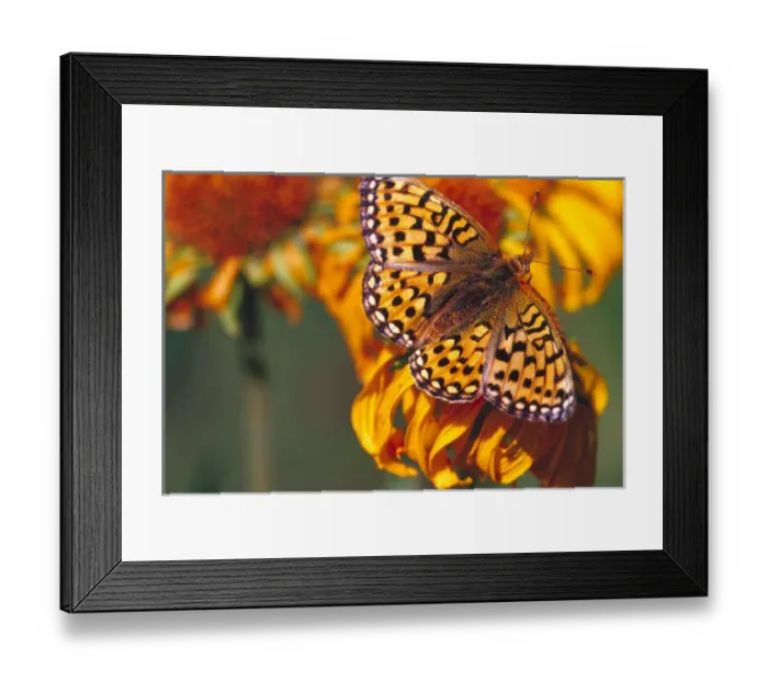 Framed Print : Fritillary butterfly on wildflowers Framed Print : Fritillary butterfly on wildflowers