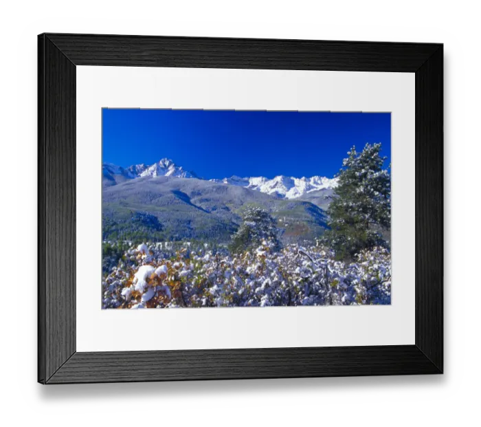 Framed Print : Snow covered trees and the Sneffels Wilderness Range Framed Print : Snow covered trees and the Sneffels Wilderness Range