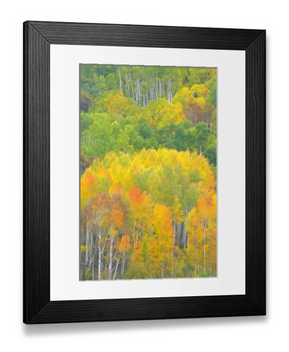 Framed Print : Autumn aspens in Kebler Pass in Colorado Framed Print : Autumn aspens in Kebler Pass in Colorado