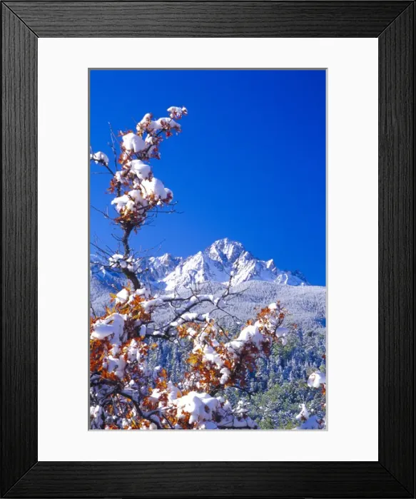 Framed Print : Snow covered trees and the Sneffels Wilderness Range Framed Print : Snow covered trees and the Sneffels Wilderness Range