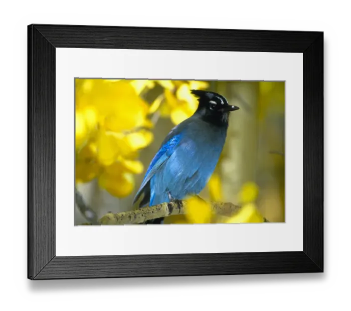 Framed Print : Steller Jay in autumn aspen trees Framed Print : Steller Jay in autumn aspen trees