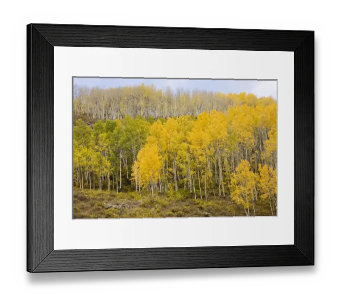 Framed Print : CO, Gunnison National Forest, along forest road 730 Framed Print : CO, Gunnison National Forest, along forest road 730