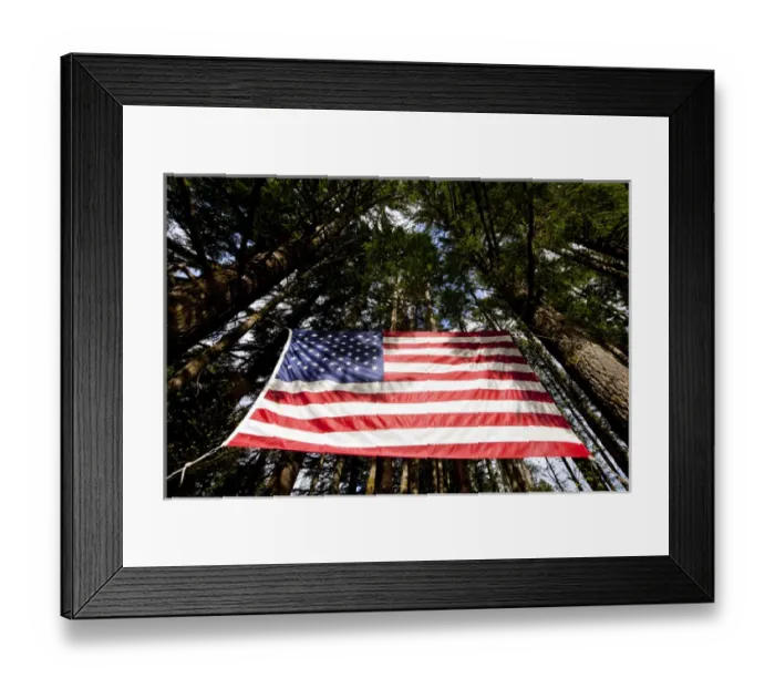 Framed Print : USA, Washington, Large American flag hanging from Douglas Fir trees in rainforest