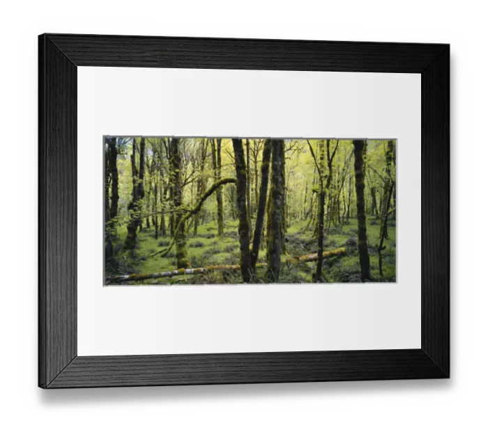 Framed Print : Washington, Olympic National Park, Mossy trees in forest Framed Print : Washington, Olympic National Park, Mossy trees in forest