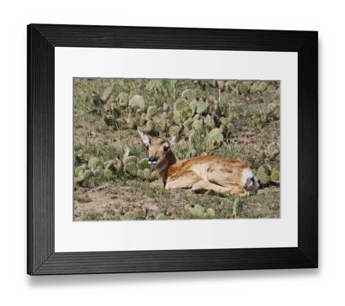 Framed Print : Pronghorn (Antilocapra americana) baby hiding from predators in cacuts and grass Framed Print : Pronghorn (Antilocapra americana) baby hiding from predators in cacuts and grass