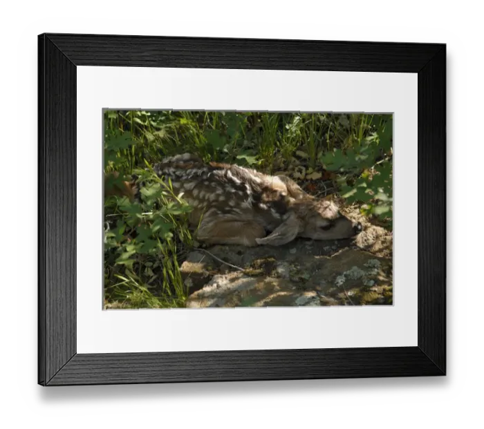 Framed Print : Mule Deer Faun Framed Print : Mule Deer Faun