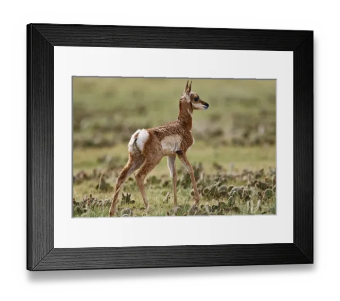 Framed Print : Pronghorn (Antilocapra americana) baby in Pawnee National Grasslands standing in prairie grass