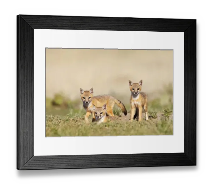 Framed Print : Swift Fox (Vulpes macrotis) young at den burrow, afternoon, Pawnee National Grasslands Framed Print : Swift Fox (Vulpes macrotis) young at den burrow, afternoon, Pawnee National Grasslands