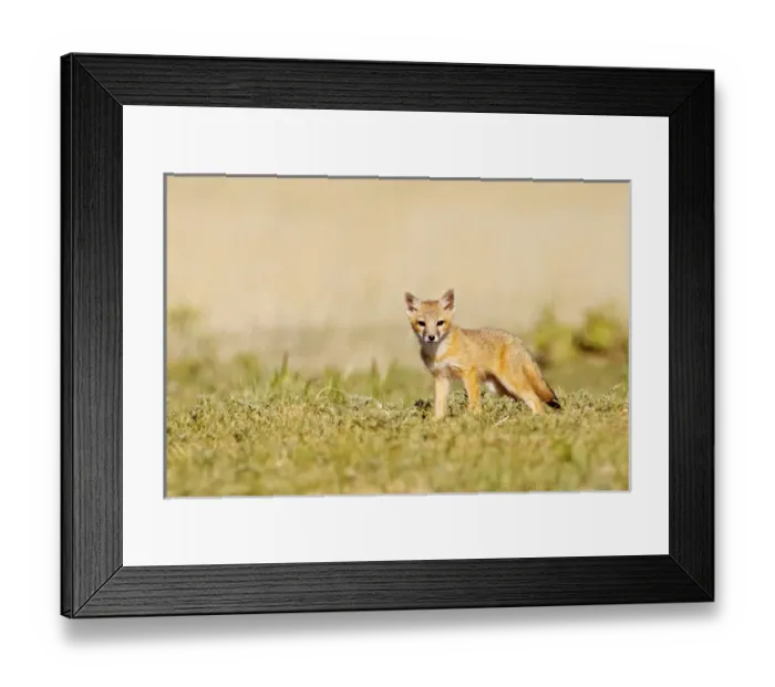 Framed Print : Swift Fox (Vulpes macrotis) young at den burrow, afternoon, Pawnee National Grasslands Framed Print : Swift Fox (Vulpes macrotis) young at den burrow, afternoon, Pawnee National Grasslands