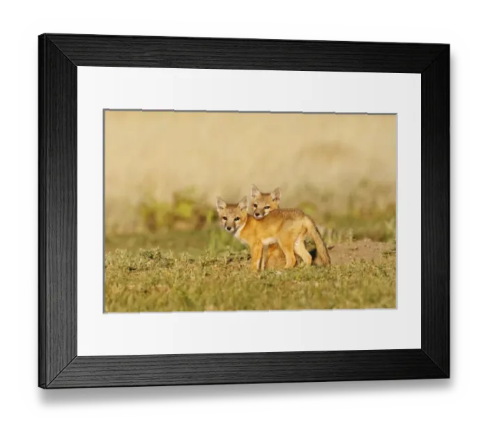Framed Print : Swift Fox (Vulpes macrotis) young at den burrow, afternoon, Pawnee National Grasslands Framed Print : Swift Fox (Vulpes macrotis) young at den burrow, afternoon, Pawnee National Grasslands