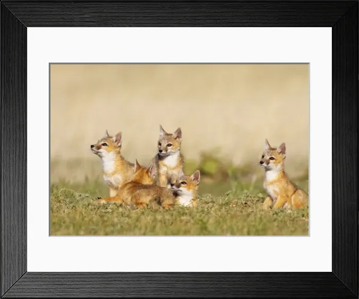 Framed Print : Swift Fox (Vulpes macrotis) young at den burrow, afternoon, Pawnee National Grasslands Framed Print : Swift Fox (Vulpes macrotis) young at den burrow, afternoon, Pawnee National Grasslands