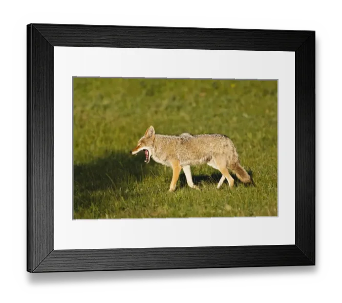 Framed Print : North America, USA, Colorado, Rocky Mountain National Park, Coyote (Canis latrans)