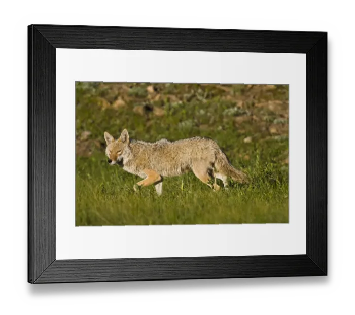 Framed Print : North America, USA, Colorado, Rocky Mountain National Park, Coyote (Canis latrans)