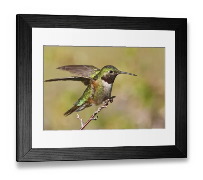 Framed Print : North America, USA, Colorado, Rocky Mountain National Park, Broad-tailed Hummingbird Framed Print : North America, USA, Colorado, Rocky Mountain National Park, Broad-tailed Hummingbird