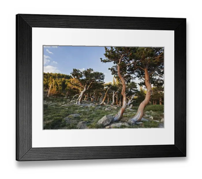 Framed Print : North America, USA, Colorado, Mount Evans, Bristlecone Pine (Pinus longaeva) growing Framed Print : North America, USA, Colorado, Mount Evans, Bristlecone Pine (Pinus longaeva) growing