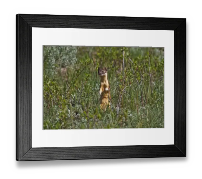 Framed Print : North America, USA, Colorado, Rocky Mountain National Park, Long-tailed Weasel (Mustela Framed Print : North America, USA, Colorado, Rocky Mountain National Park, Long-tailed Weasel (Mustela