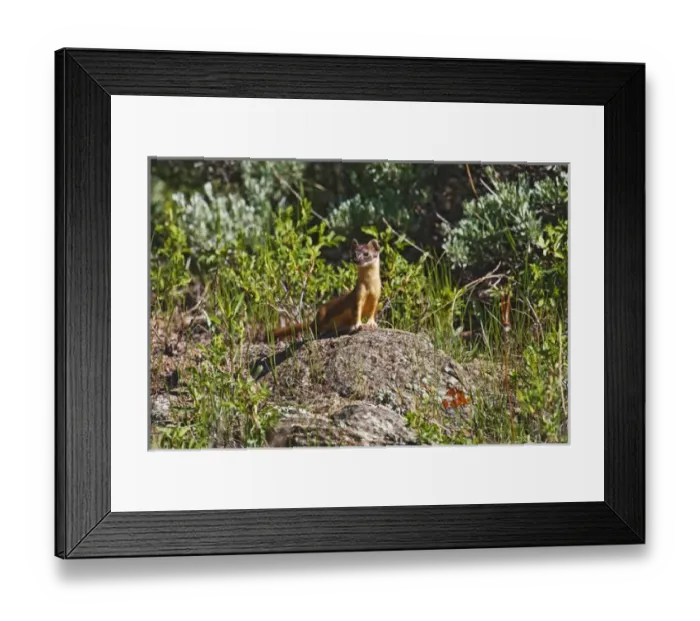 Framed Print : North America, USA, Colorado, Rocky Mountain National Park, Long-tailed Weasel (Mustela