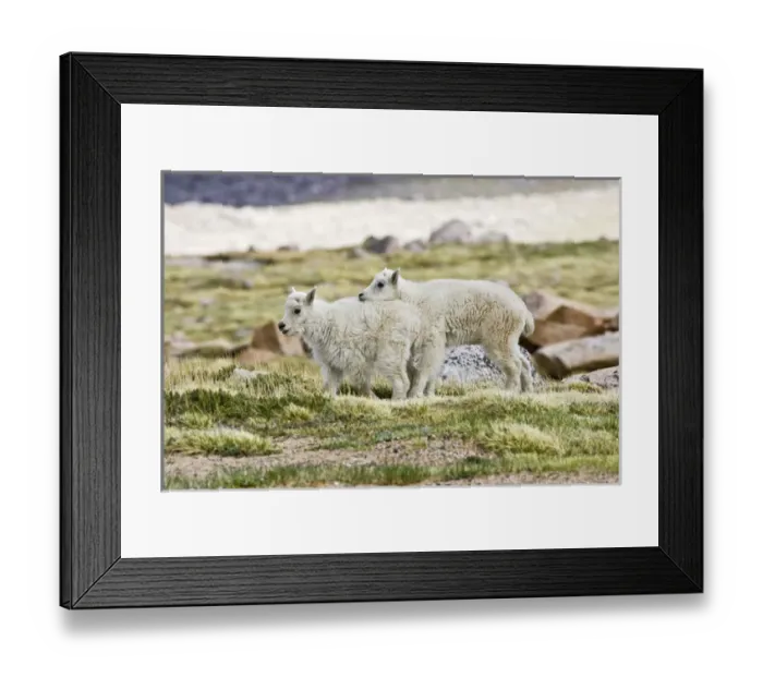 Framed Print : North America, USA, Colorado, Rocky Mountains, Mount Evans, Mountain Goat (Oreamnos