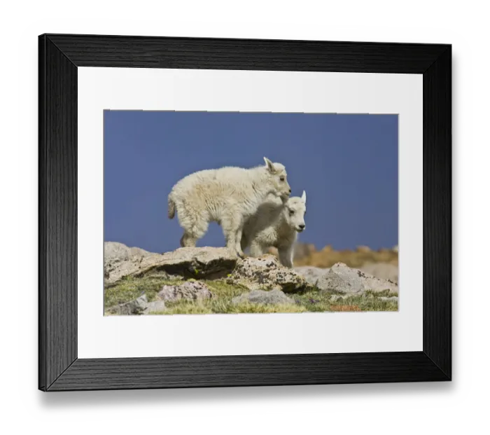 Framed Print : North America, USA, Colorado, Rocky Mountains, Mount Evans, Mountain Goat (Oreamnos Framed Print : North America, USA, Colorado, Rocky Mountains, Mount Evans, Mountain Goat (Oreamnos