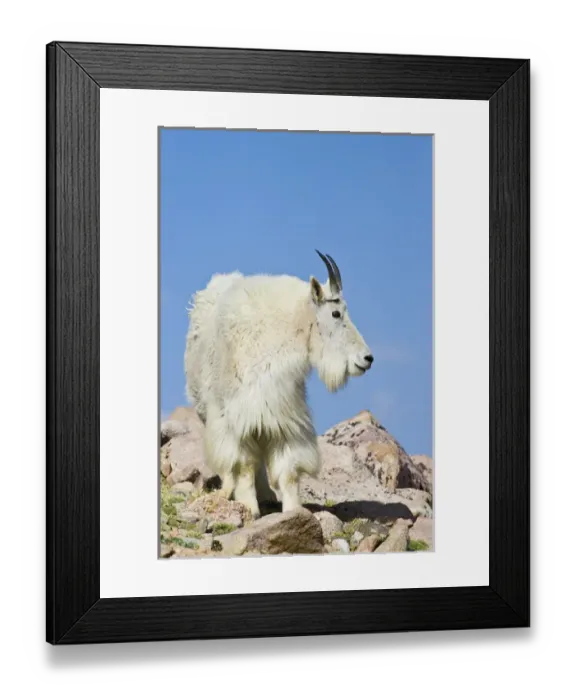 Framed Print : North America, USA, Colorado, Rocky Mountains, Mount Evans, Mountain Goat (Oreamnos Framed Print : North America, USA, Colorado, Rocky Mountains, Mount Evans, Mountain Goat (Oreamnos
