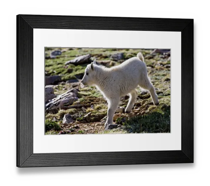 Framed Print : North America, USA, Colorado, Rocky Mountains, Mount Evans, Mountain Goat (Oreamnos Framed Print : North America, USA, Colorado, Rocky Mountains, Mount Evans, Mountain Goat (Oreamnos