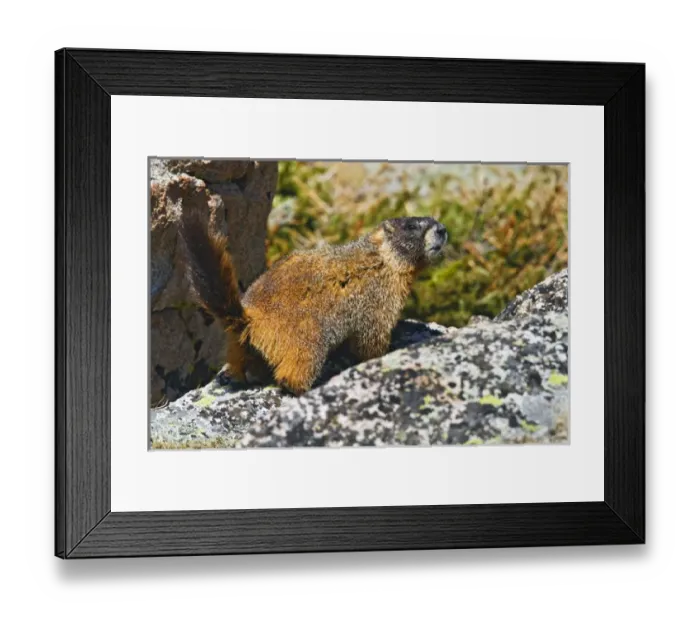 Framed Print : North America, USA, Colorado, Rocky Mountaina, Mount Evans, Yellow-bellied Marmot Framed Print : North America, USA, Colorado, Rocky Mountaina, Mount Evans, Yellow-bellied Marmot