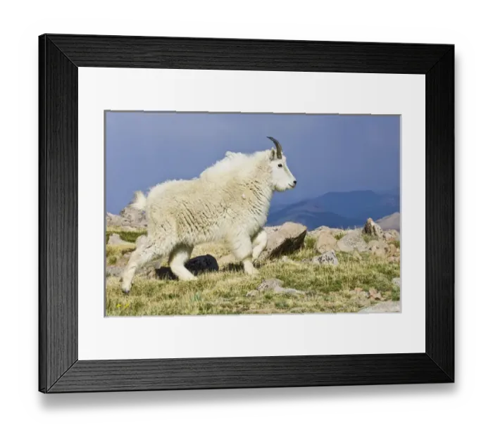 Framed Print : North America, USA, Colorado, Rocky Mountains, Mount Evans, Mountain Goat (Oreamnos Framed Print : North America, USA, Colorado, Rocky Mountains, Mount Evans, Mountain Goat (Oreamnos