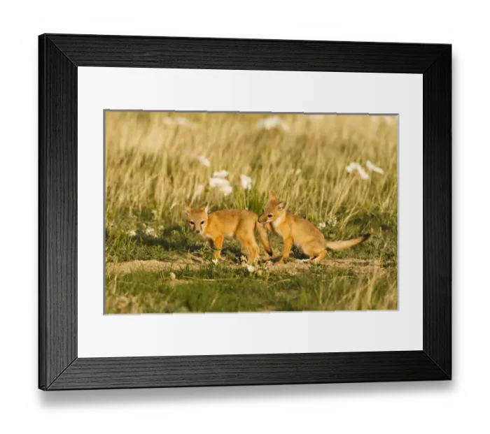 Framed Print : Swift Fox (Vulpes velox) young at den on the Pawnee National Grasslands, Colorado, USA Framed Print : Swift Fox (Vulpes velox) young at den on the Pawnee National Grasslands, Colorado, USA