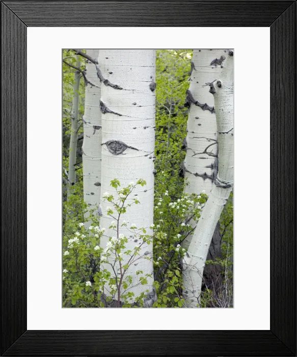 Framed Print : Aspen trees and forest outside of Telluride, Colorado