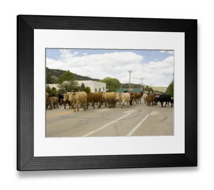 Framed Print : Cattle drive in a small town near Telluride, Colorado Framed Print : Cattle drive in a small town near Telluride, Colorado