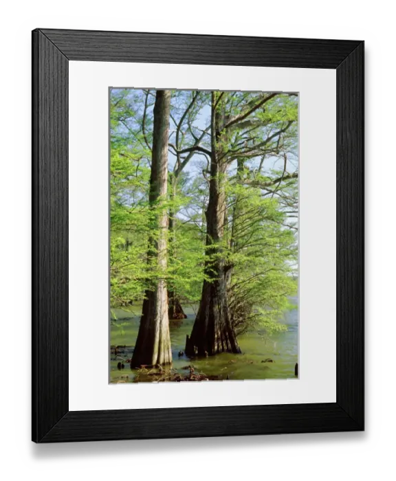 Framed Print : USA, Arkansas, Baldcypress, Taxodium distichum Framed Print : USA, Arkansas, Baldcypress, Taxodium distichum