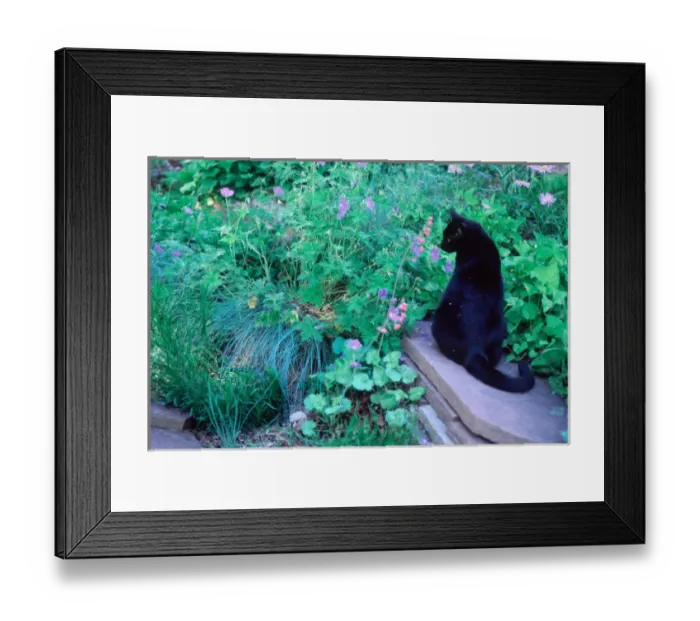 Framed Print : USA, Colorado, Black cat in a garden Framed Print : USA, Colorado, Black cat in a garden